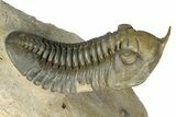 Morocconites Trilobite Fossil - Multi-Toned Shell Coloration #339444-2